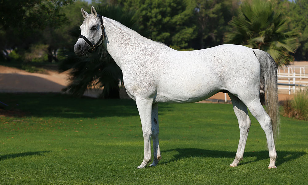 Maghtar (2)