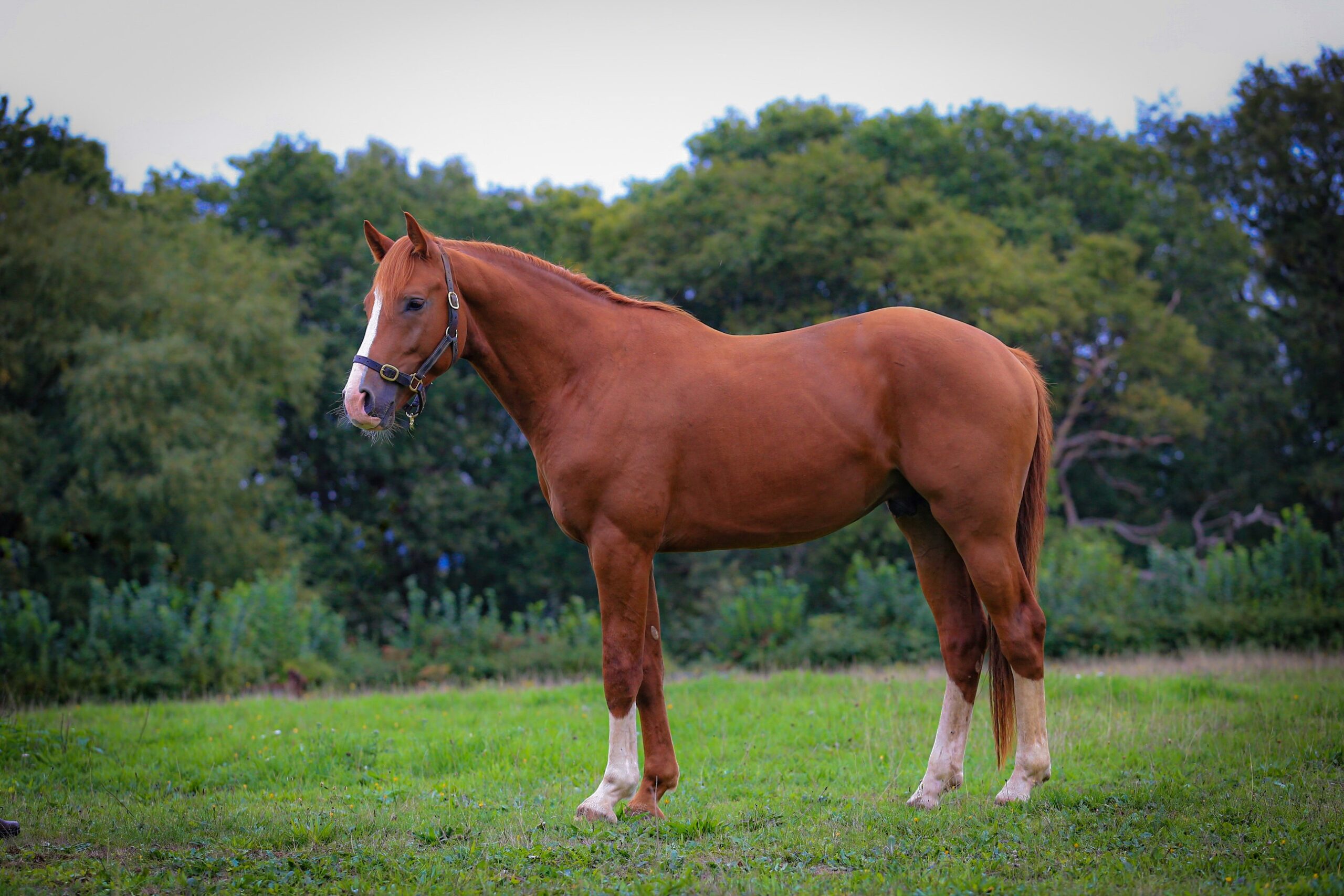 cantona