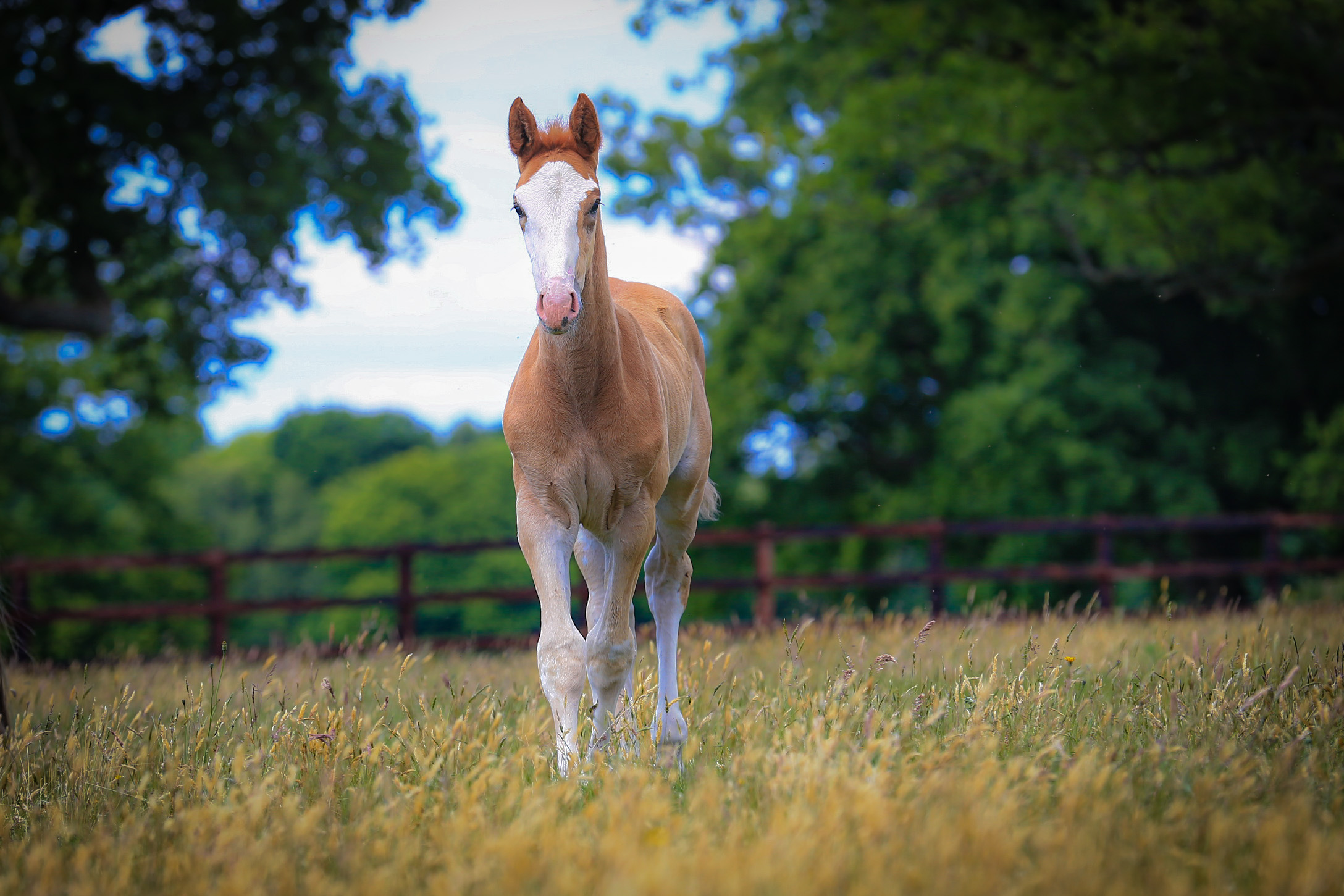 Foals