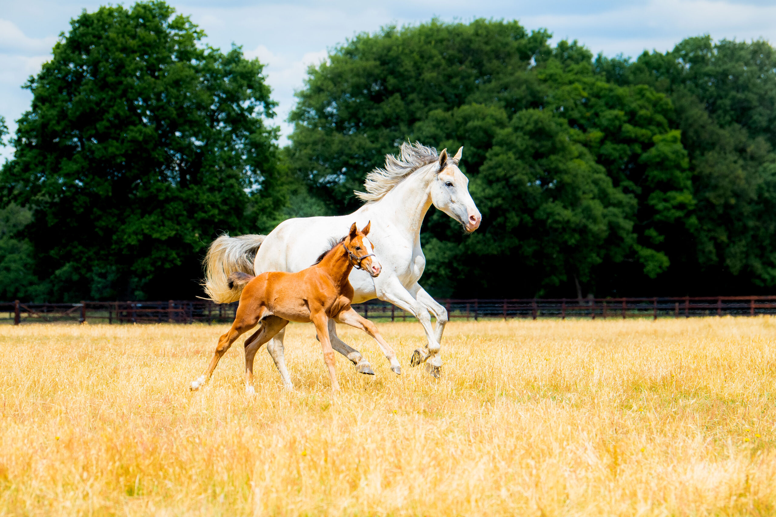 Brood Mares