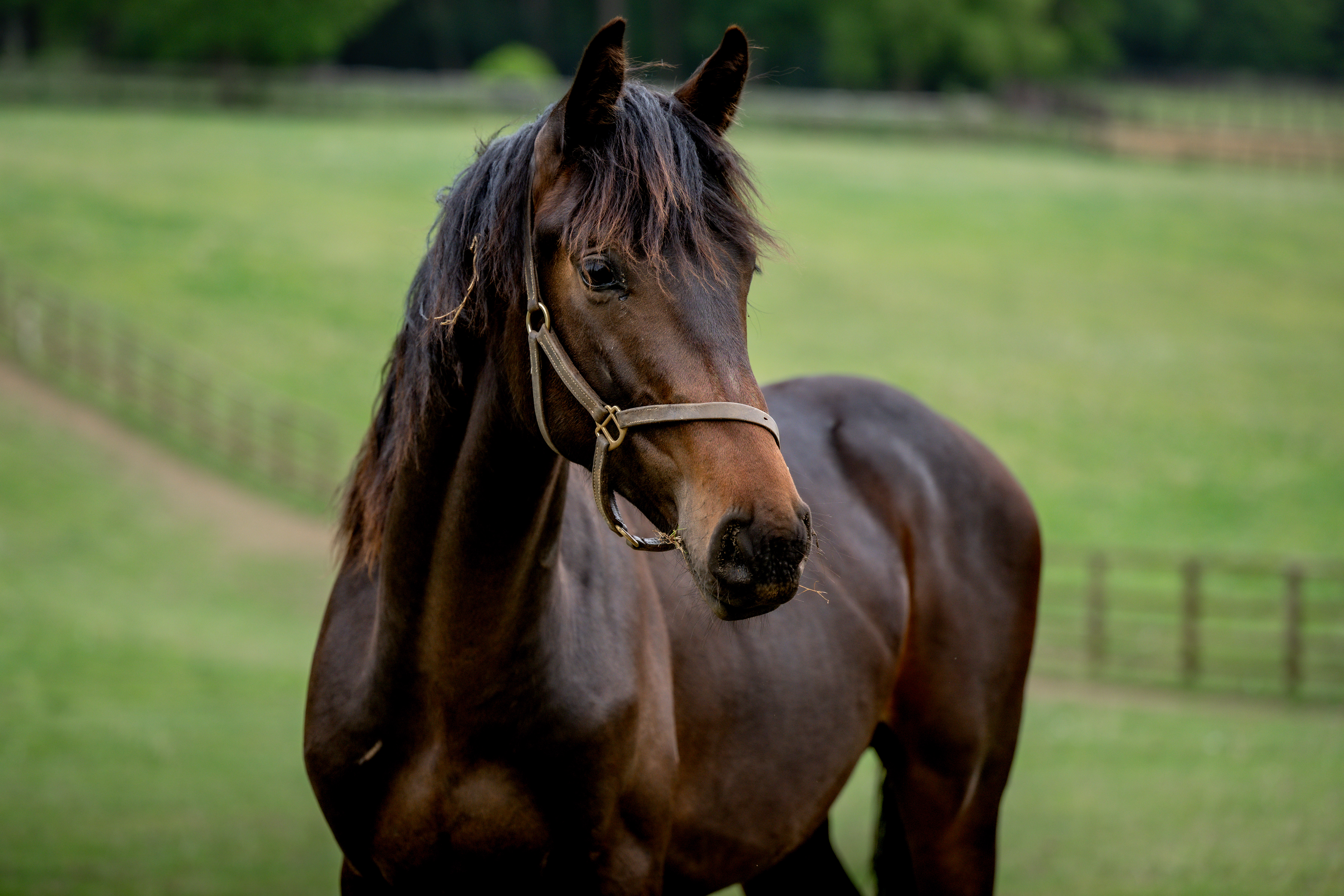 SS (Dominator 2000 Z x Voltaire)