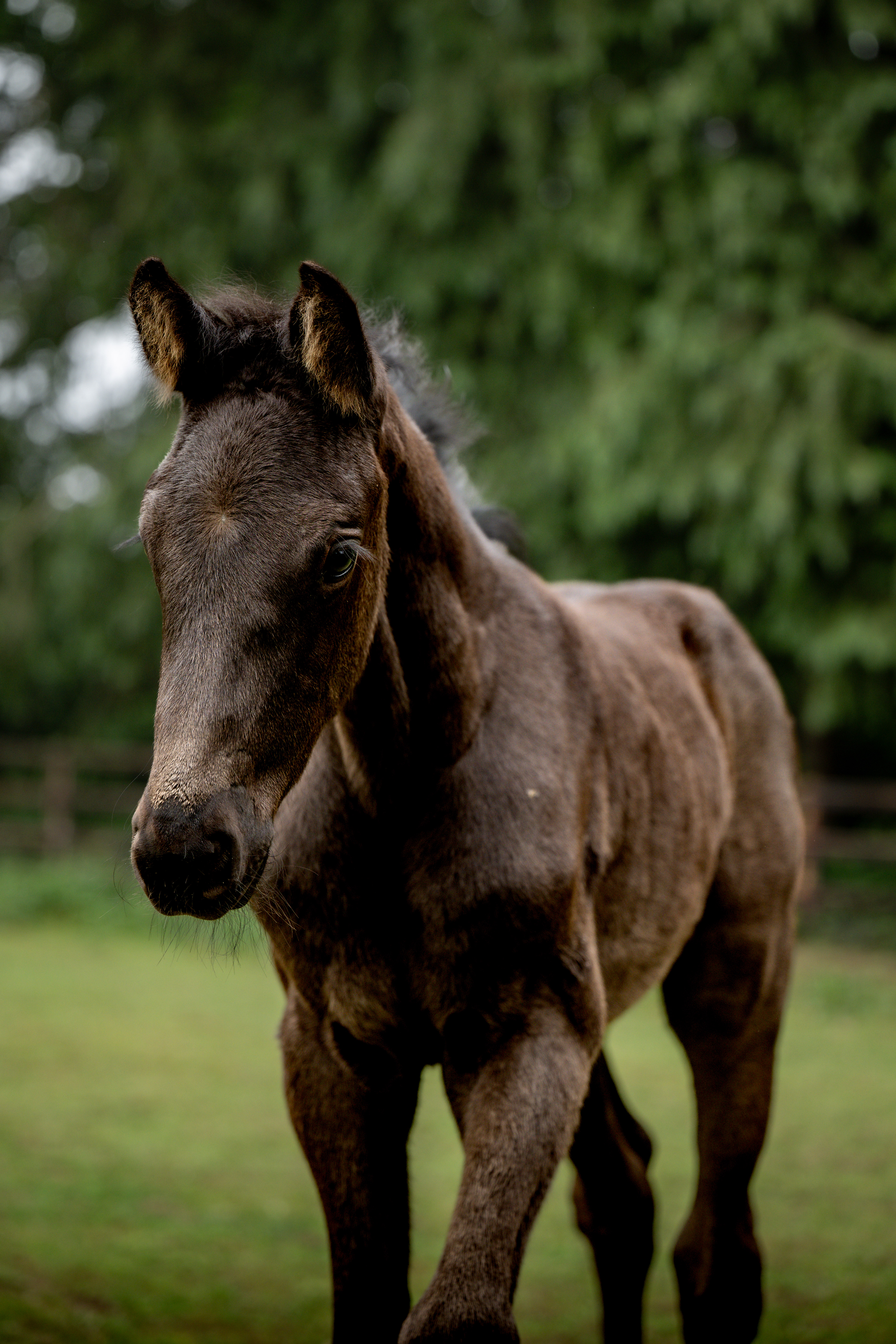 SS (Solid Gold Z x Kouchette ter goes Z)