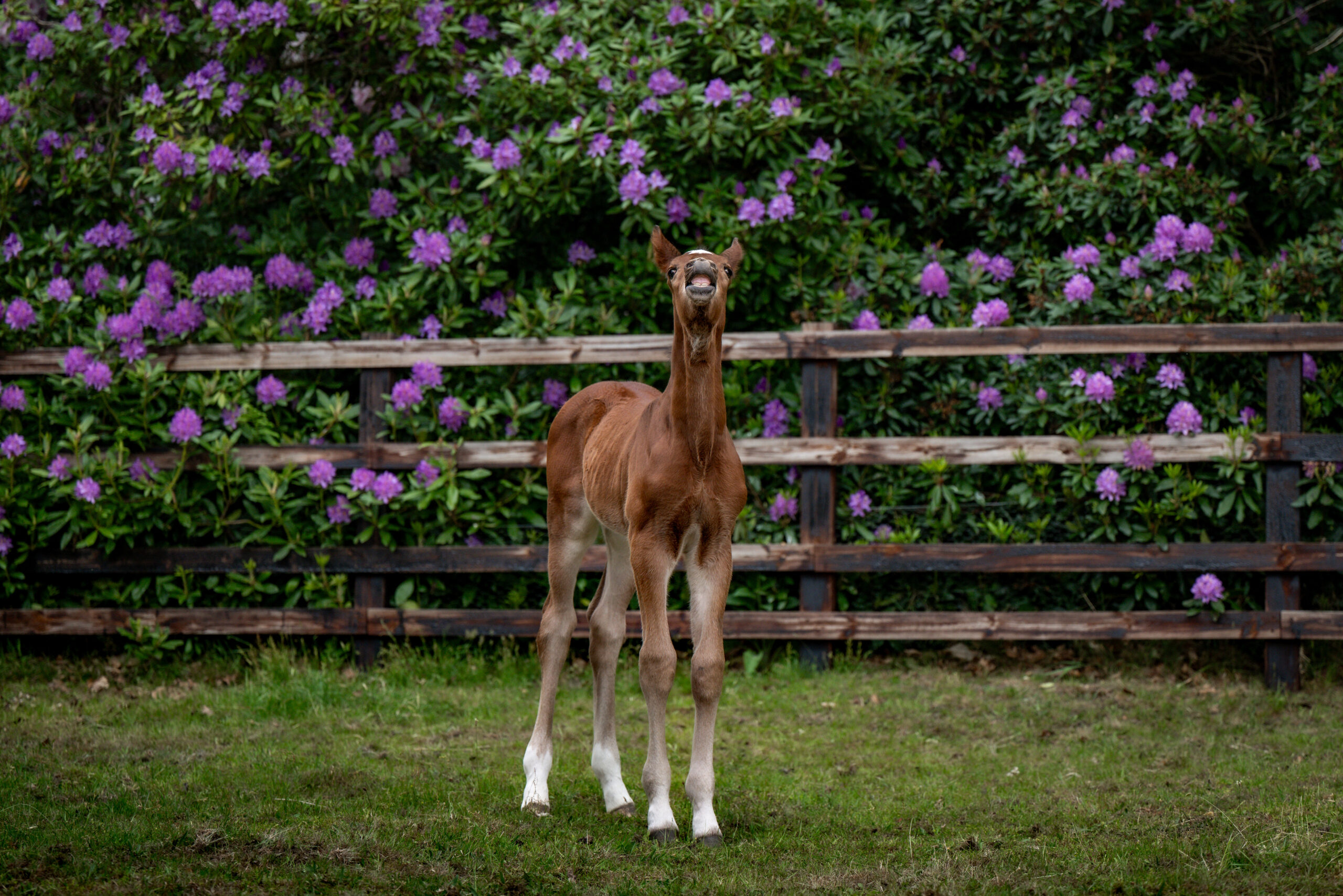 ALSHIRA'AAFOALS©HelenCruden2025-44